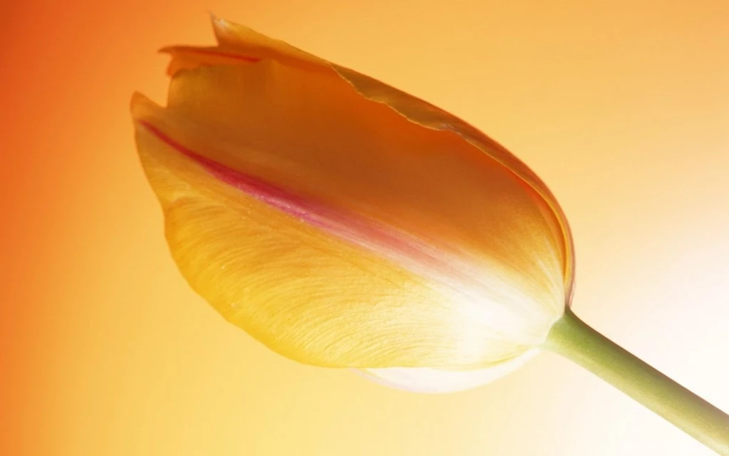 Hot Tulip Wallpapers