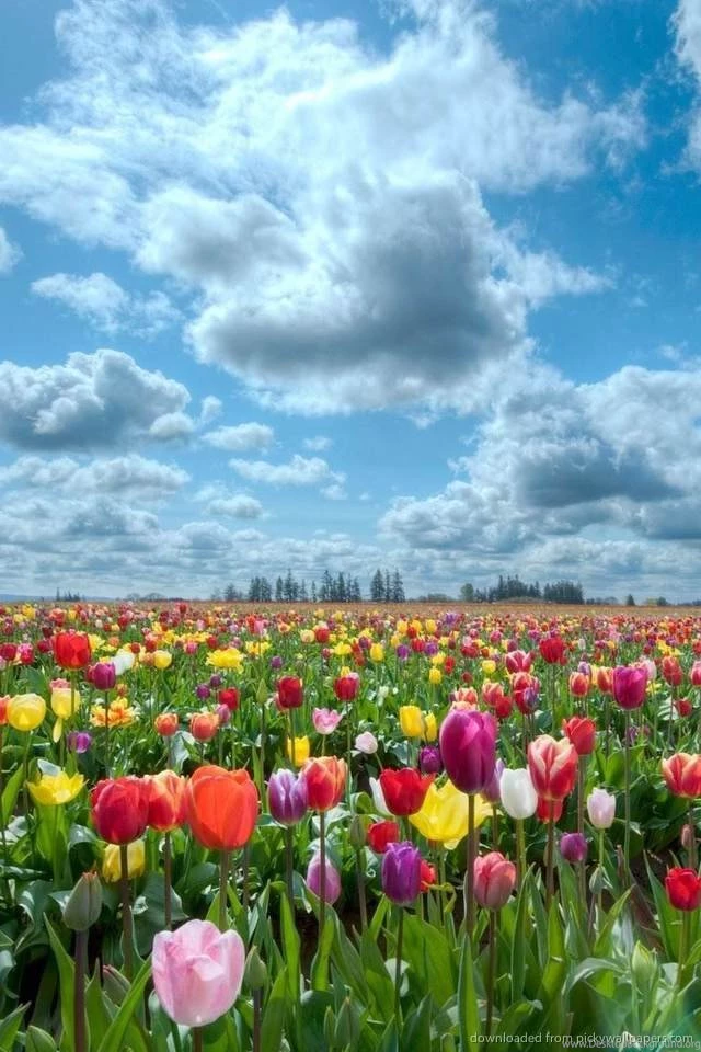 Download Colorful Tulip Field Wallpapers For Iphone 4 Desktop Background Free download tulips wallpaper hd for iphone 11, pro max, x, 8, 7, 6/6s, 5/5s and ipad for ios 12/13/14. download colorful tulip field