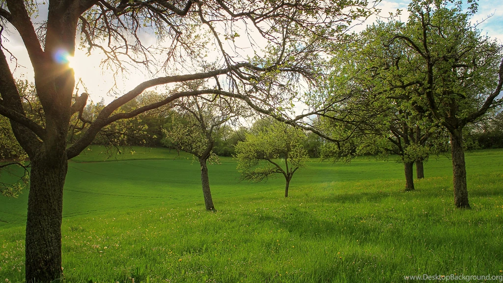 Download Wallpapers 3840x2160 Garden, Field, Trees, Landscape 4K ...