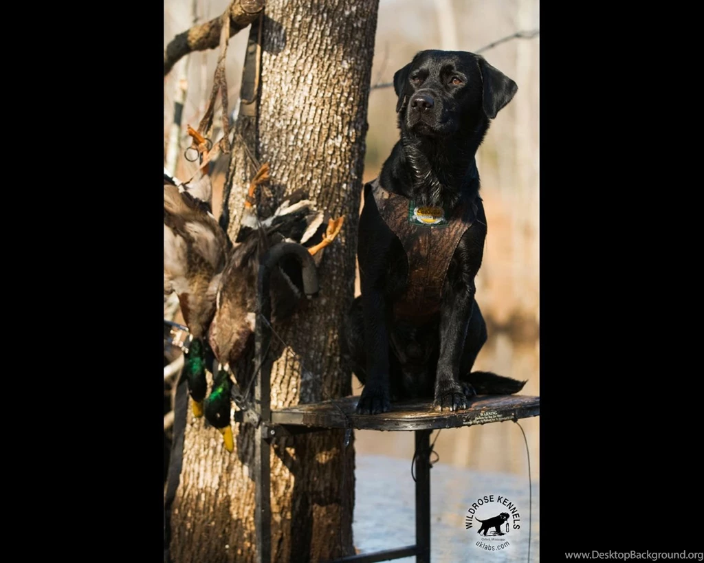 Wildrose Kennels Free Montly Retriever Wallpapers
