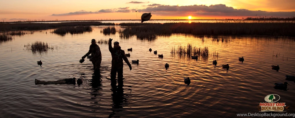 Ducks