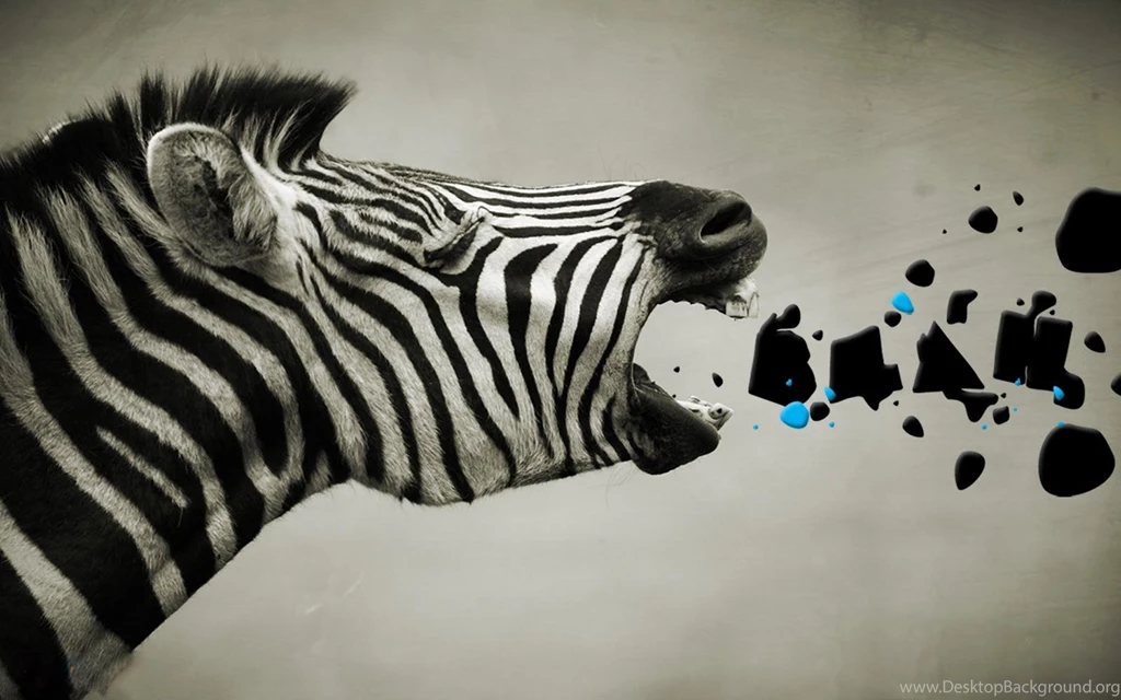 Zebra HD Wallpapers