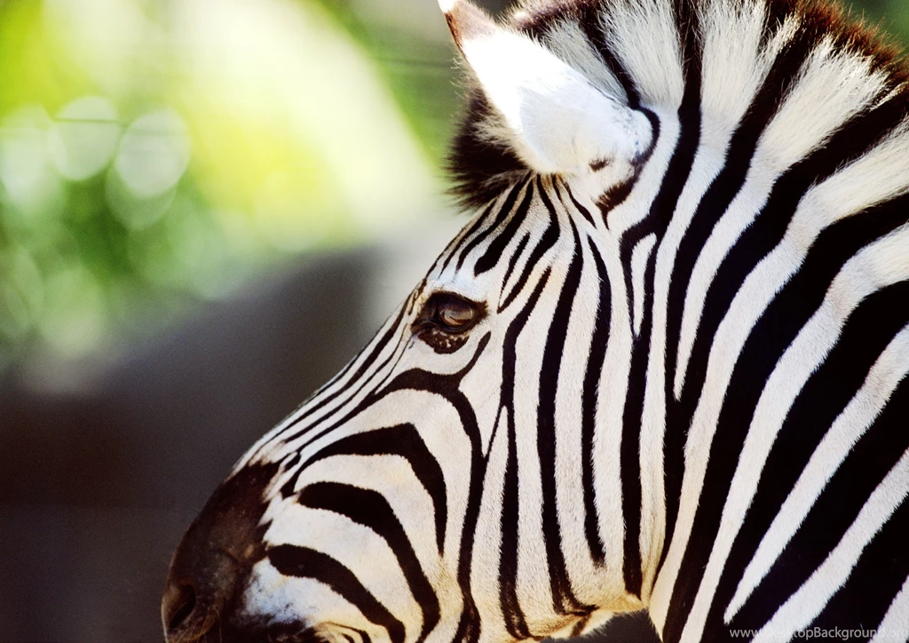 Zebra Computer Wallpapers, Desktop Backgrounds