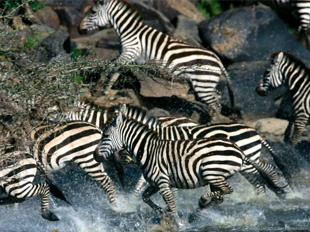 Zebra Wallpapers