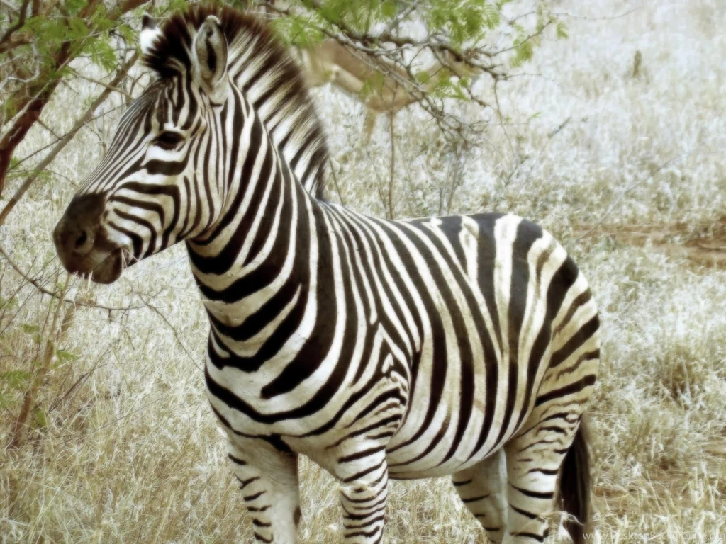 Zebra HD Wallpapers