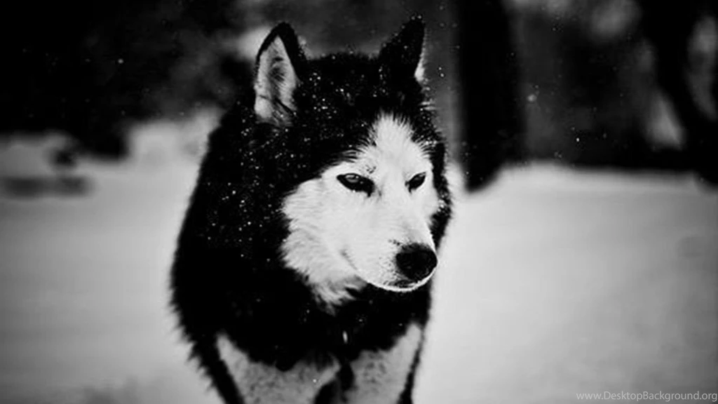 1366x768 Wolf In Winter Desktop PC And Mac Wallpapers