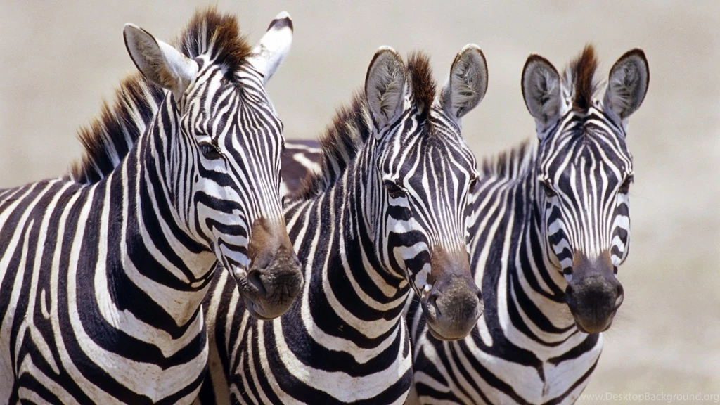 Zebras Wallpapers Page 2: Zebra Stripes Black White Wild Cool ...