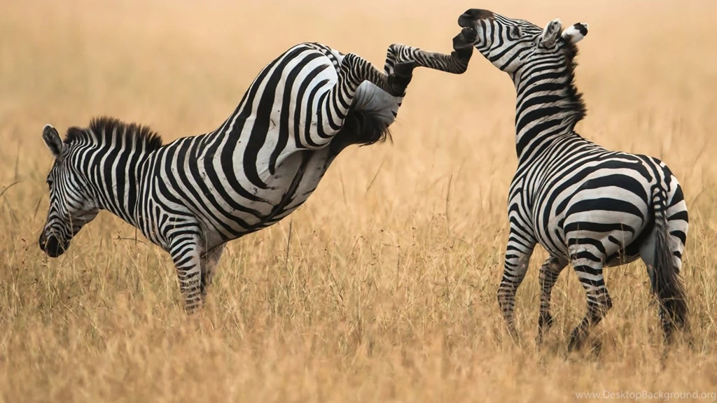 Zebras Wallpapers Page 5: Grevy Zebra Stripes Eastern Africa ...