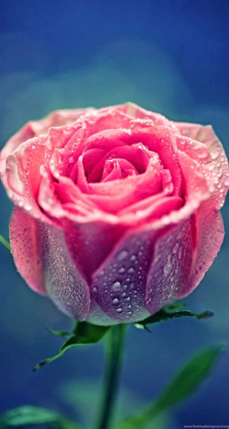 Rose iPhone 5s Wallpapers