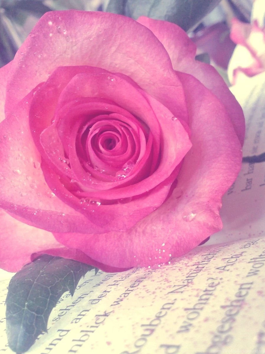 Free Download Beautiful HD Rose Wallpapers 2015