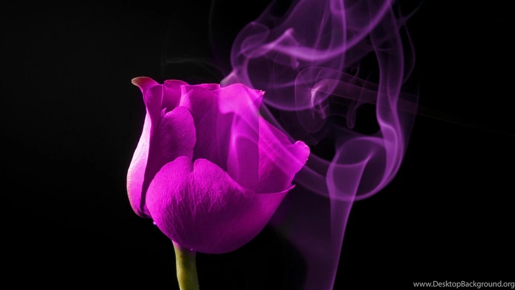 HOT PINK ROSE WALLPAPER (