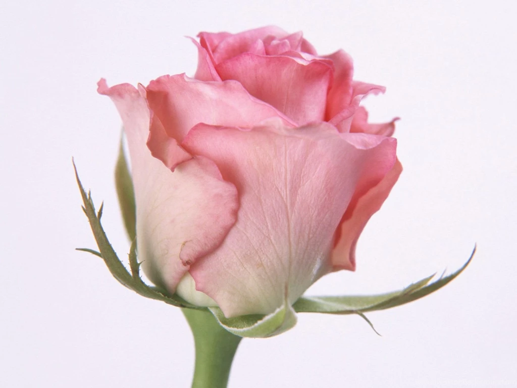 Pink Rose Wallpapers