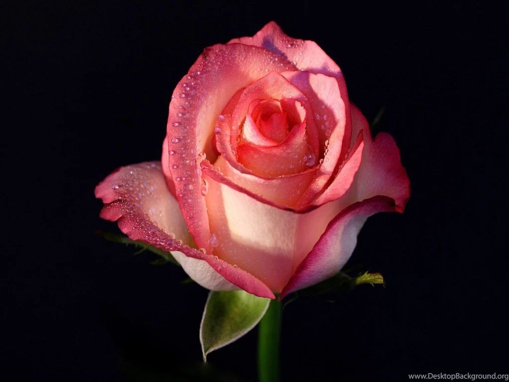 Pink Rose Wallpapers