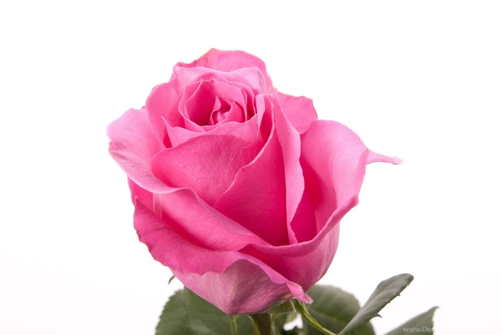 Pictures Of Long Stem Roses HD Wallpapers Pretty