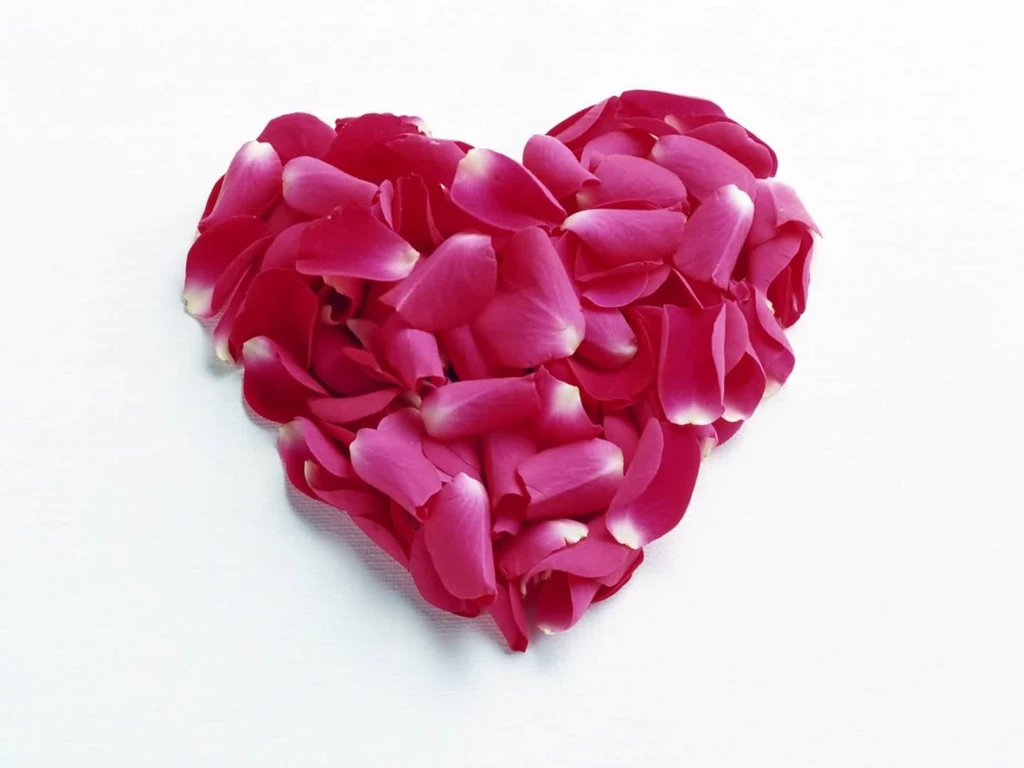 Hot Pink Rose Petals Widescreen Wallpapers