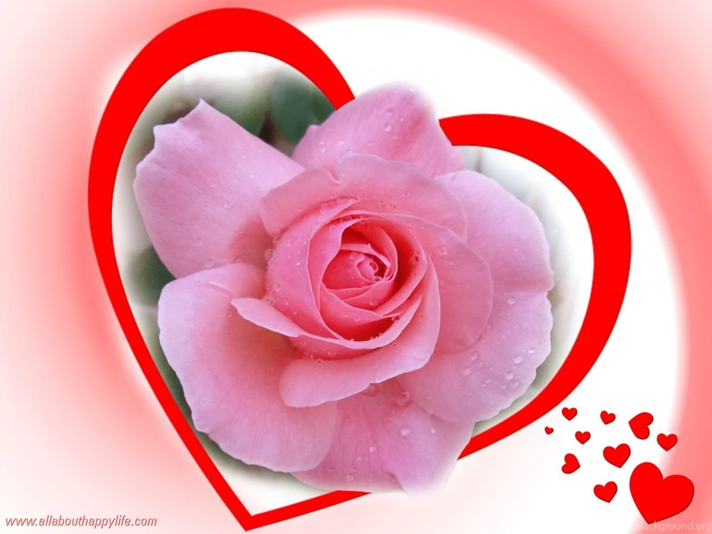Love pink rose wallpaper_dsc03848.jpg