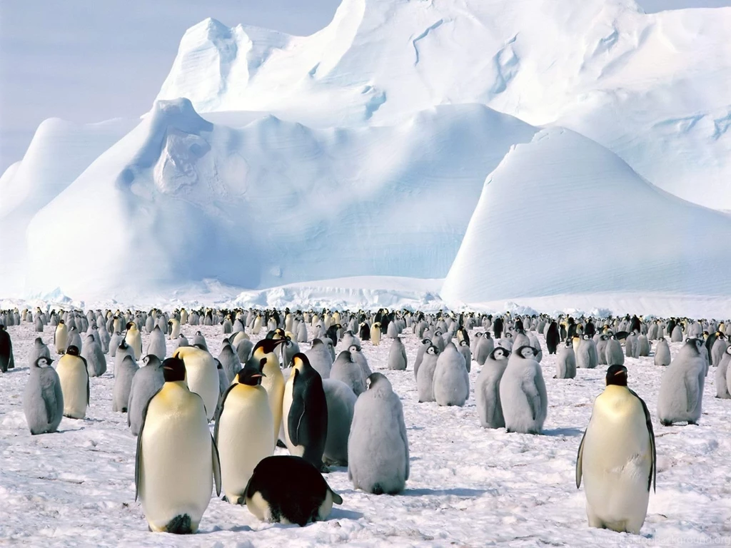 Penguins Desktop Wallpapers