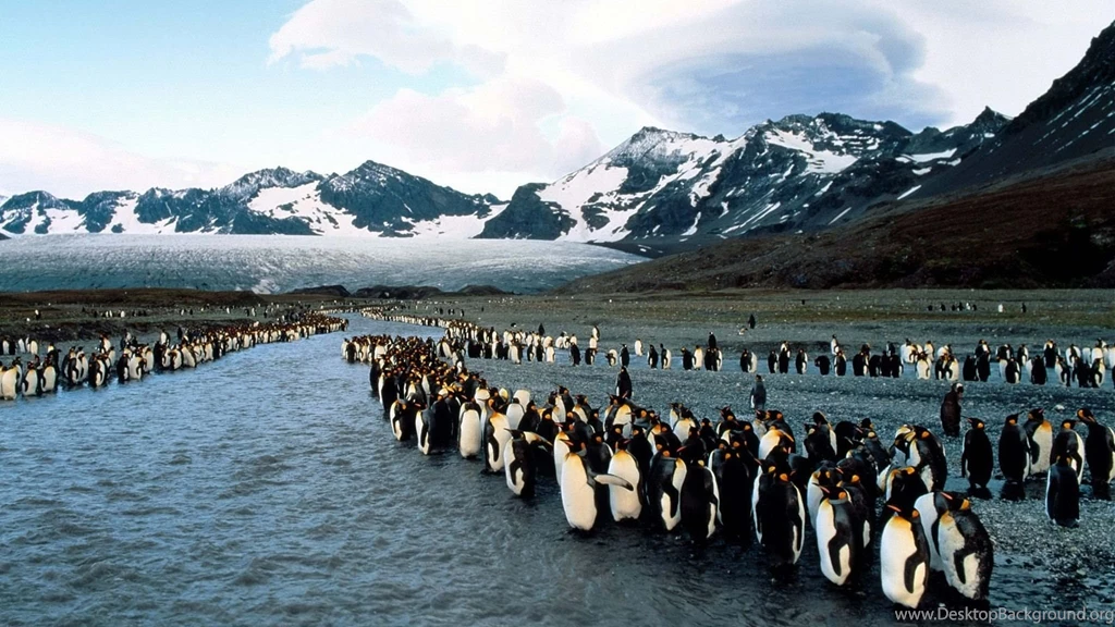 Download Wallpapers 2048x1152 Penguins, North, Mountains, Flock ...