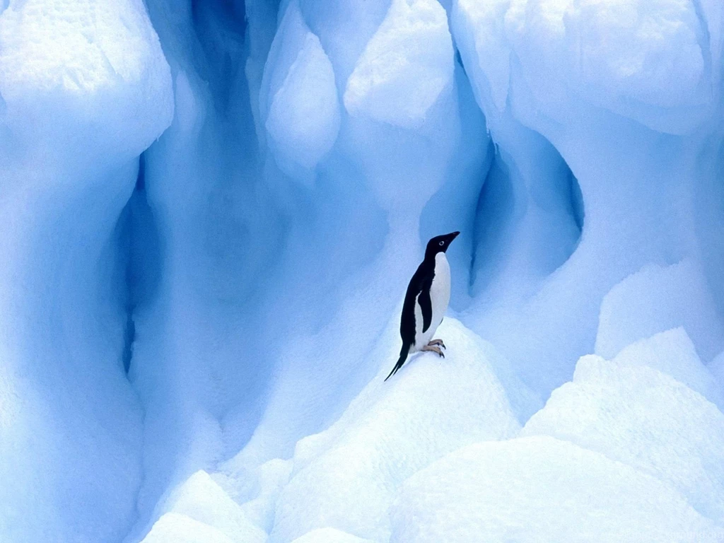 Penguins Of Madagascar Movies Wallpapers HD