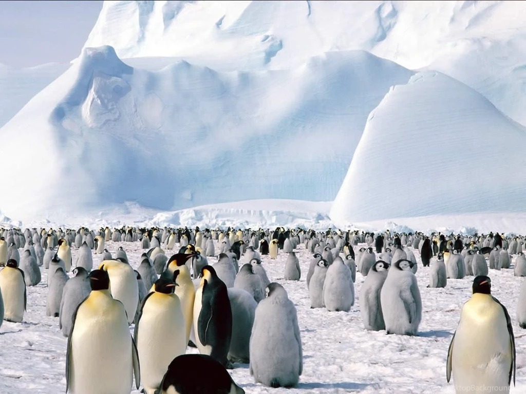 Free Penguins Backgrounds For PowerPoint Animal PPT Templates