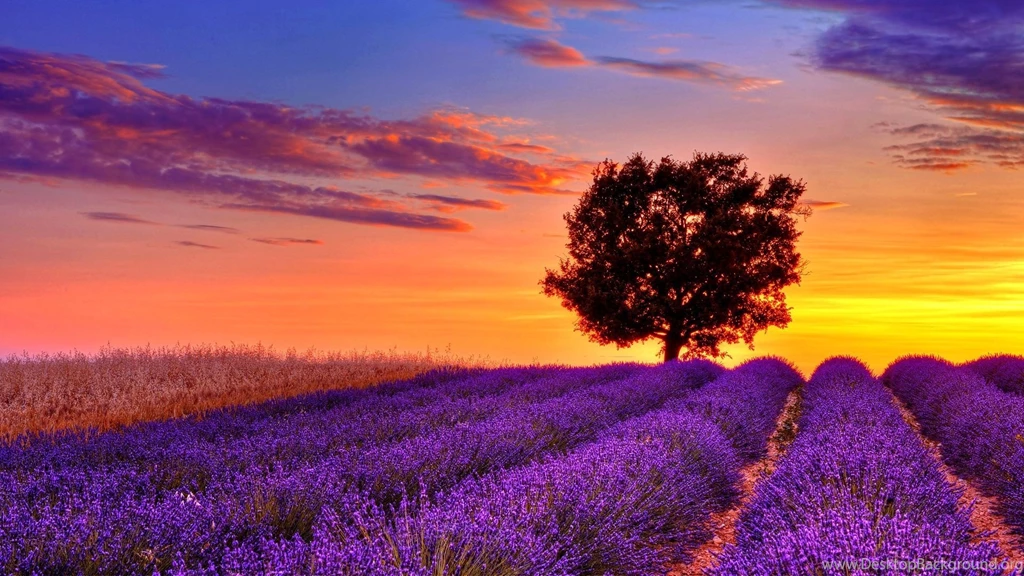 Lavender Sunset In High Resolution Wallpaper, Size: 1920x1080 ...