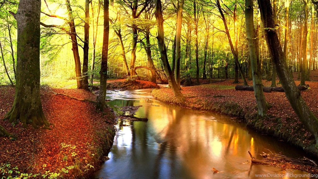Sublime Forest Stream (