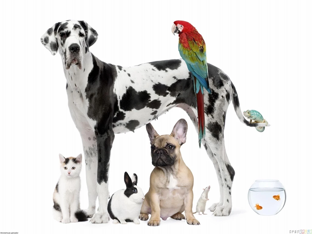 Cute Pets Wallpapers Open Walls