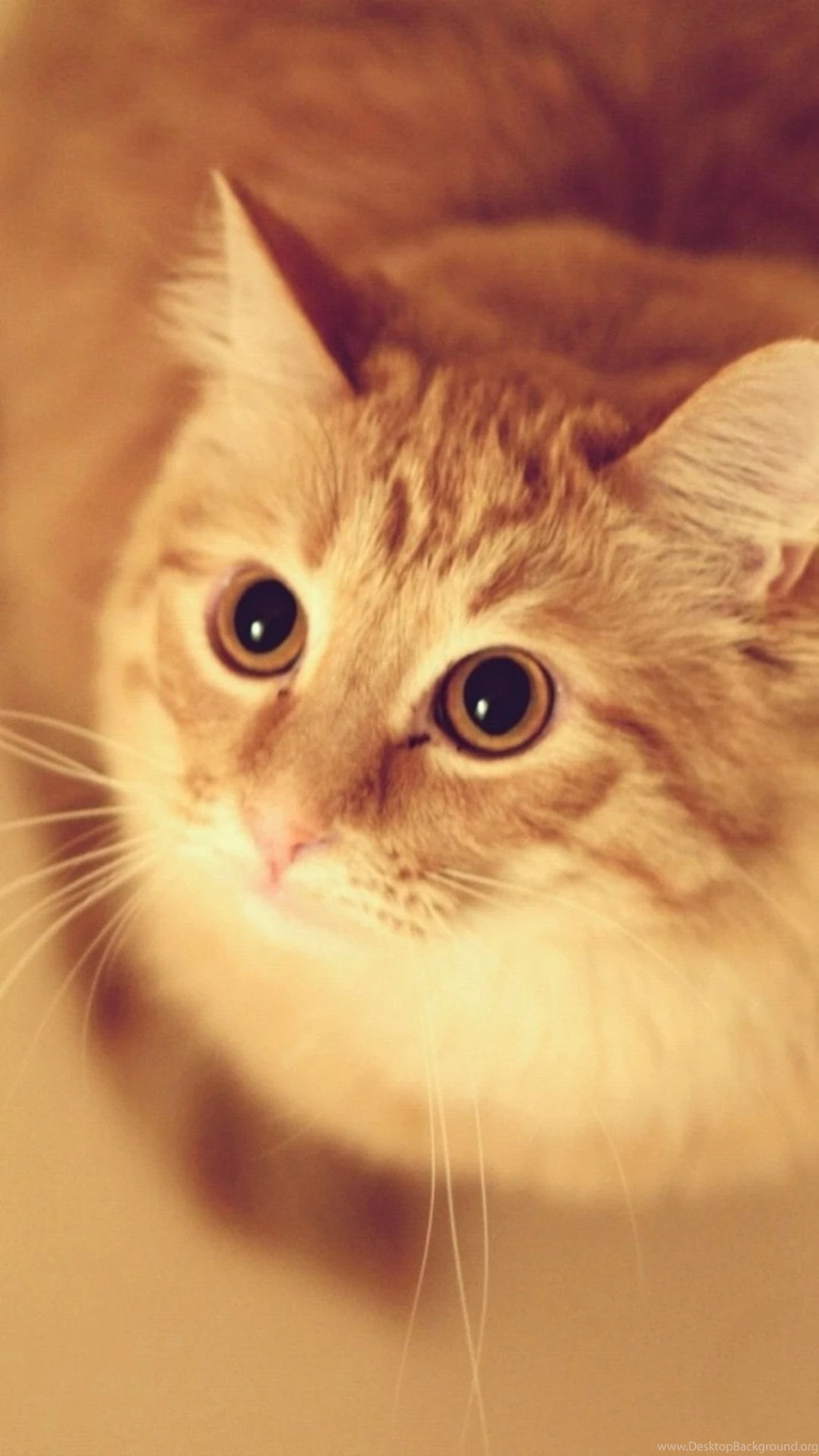 Cute Pet Kitten Cat Animal Blur iPhone 6 Wallpapers Download ...