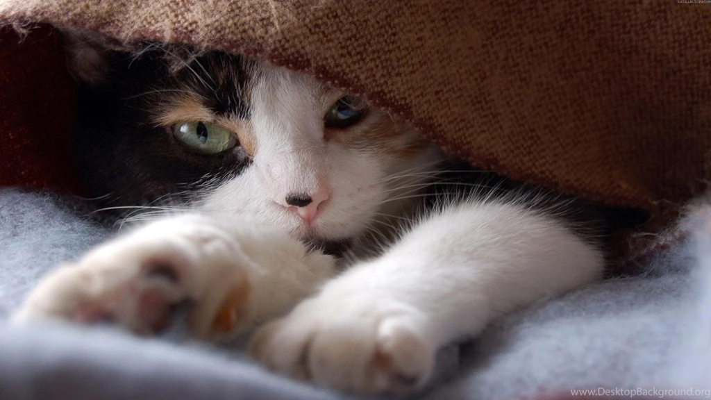 Cat Animal Pet Cats Kitty Cute Sweet Wallpapers