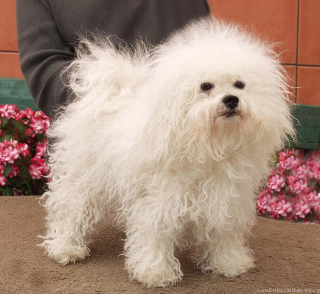 Free Wallpapers Bolognese Cute Dog