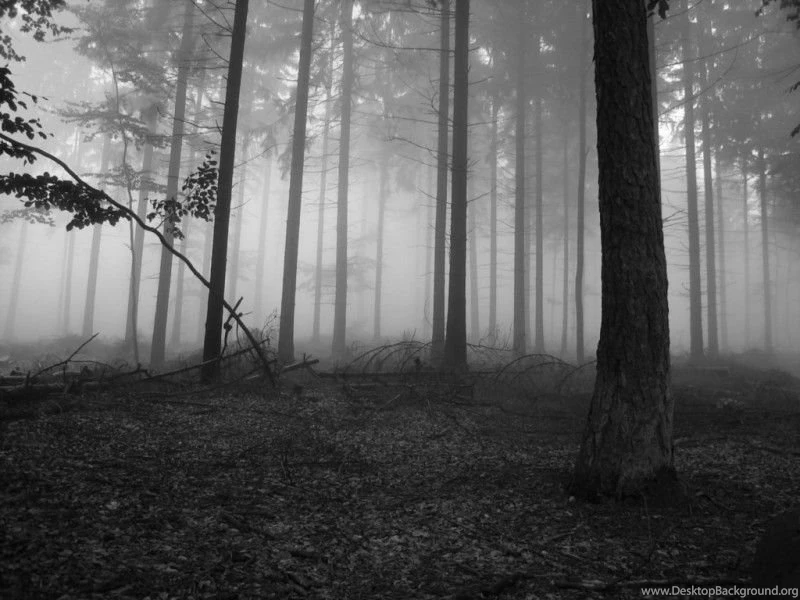 Silent Lyric's: Dark Forests