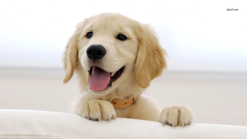 Golden Retriever Puppies Wallpaper.