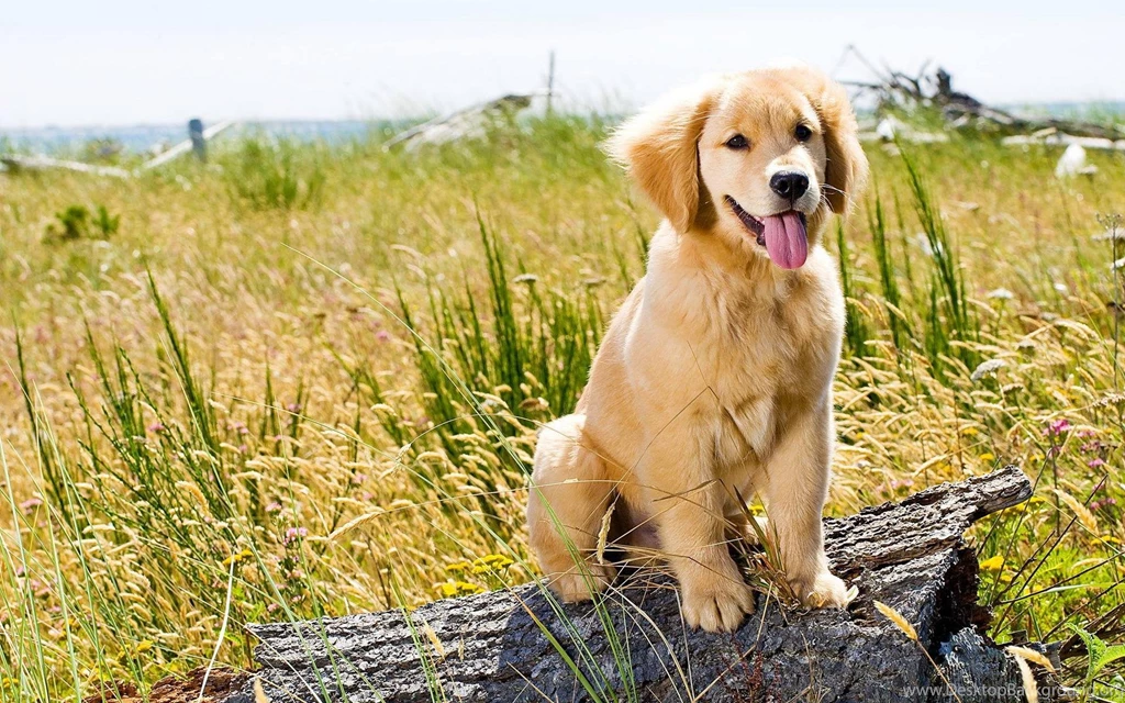 Golden Retriever Puppy (