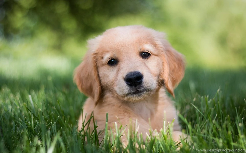 Golden Retriever Puppy Wallpapers Download Of Golden Dog