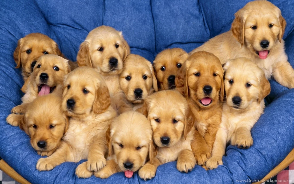 Hd Pictures Of A Golden Retriever Puppy