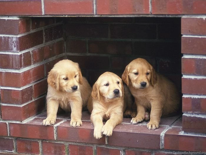 1600*1200 Golden Retriever Puppies In CHimney Cute Golden ...