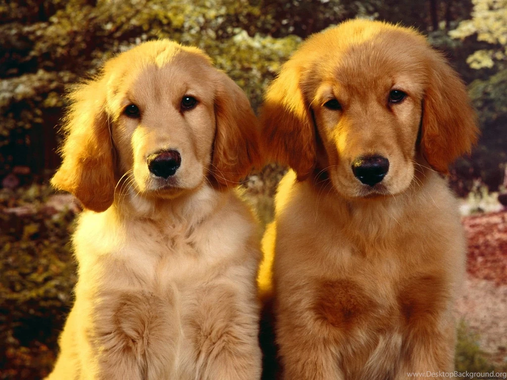 Golden Retriever The. Dog The Dog Wallpapers Best The Dog Wallpapers