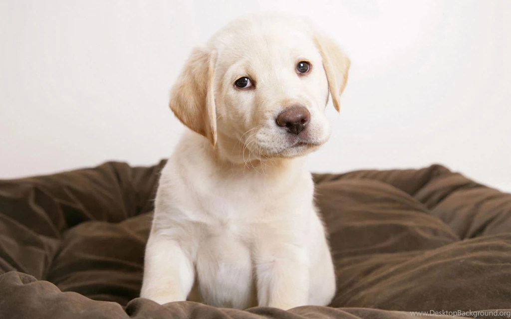 Look At The Cute White Golden Retriever Puppies