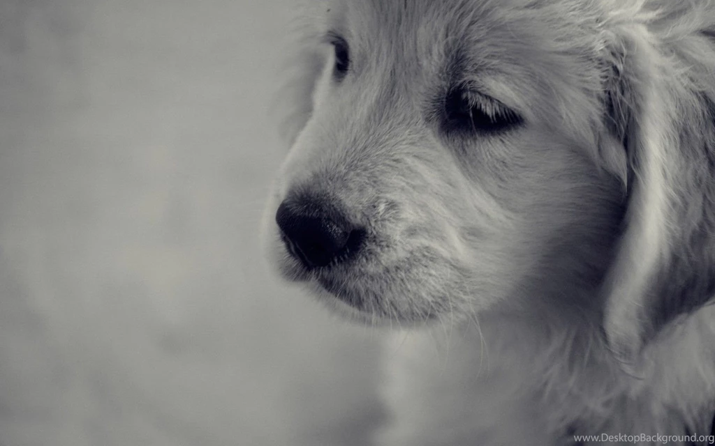 Golden Retriever Puppy Wallpapers Free Wide HD Wallpapers