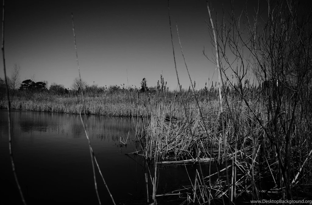 Dark Swamp Desktop Wallpapers
