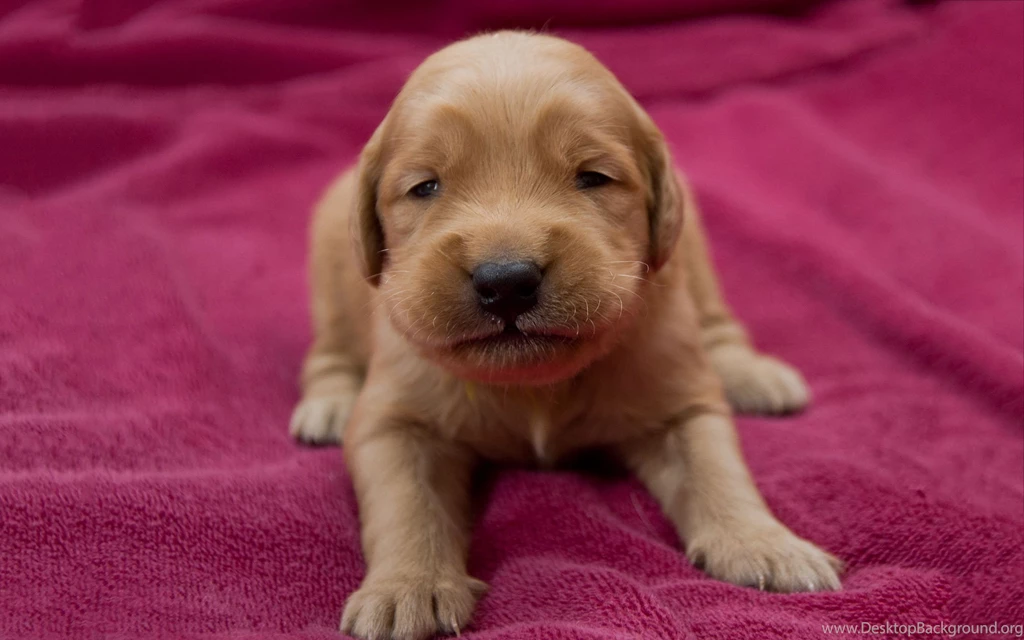 Golden Retriever Puppy Wallpapers