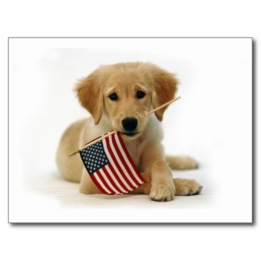 Flag Day Golden Retriever Puppy Photo And Wallpaper. Beautiful ...
