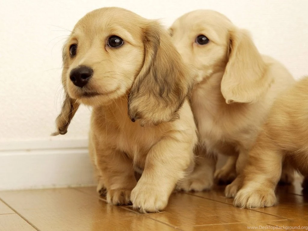 Golden Retriever Puppy Snow Wallpaper.