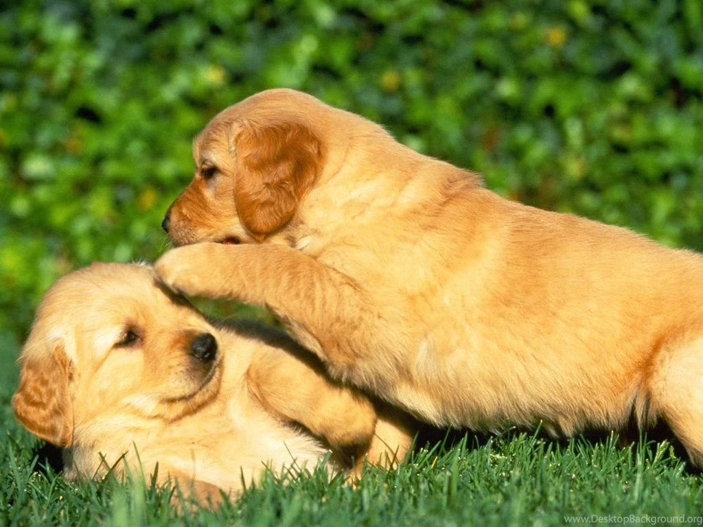 Golden Retriever Puppy Playing Wallpaper.