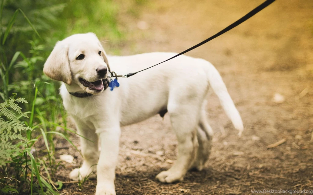 Labrador Retriever Wallpapers