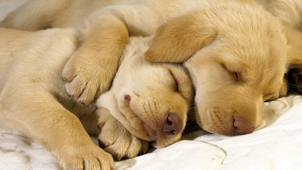 Pup