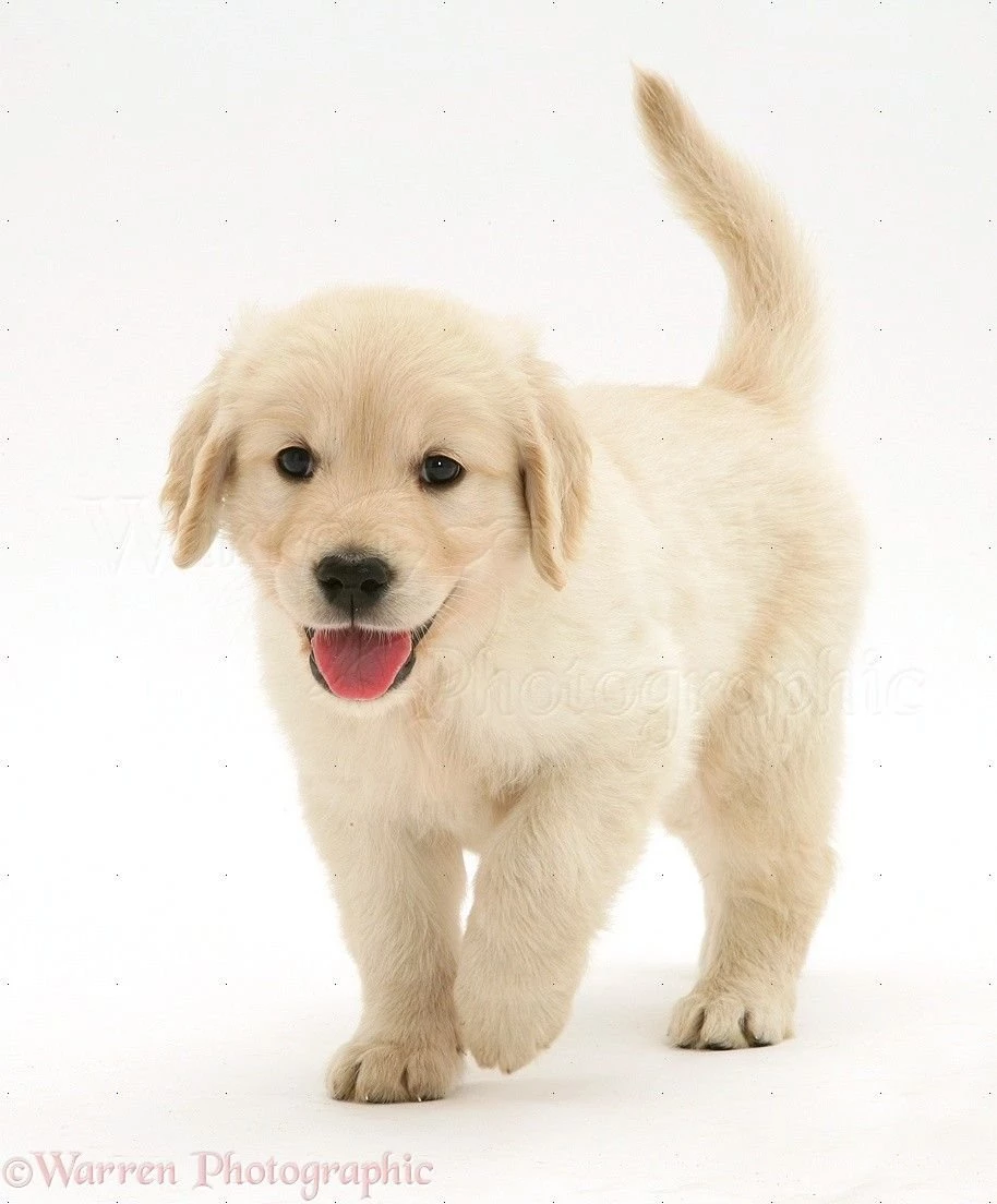 Golden Retriever Puppy Running Wallpaper.