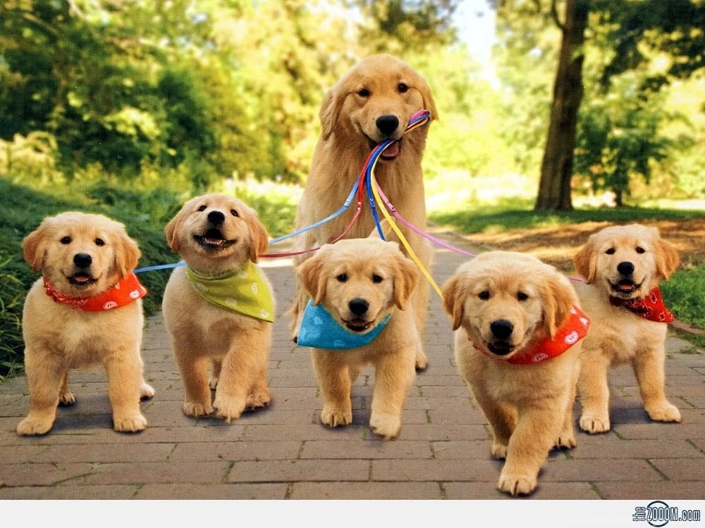 Mom Dog With Puppies