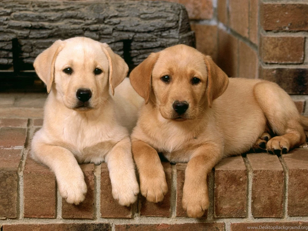 Chocolate Golden Retriever Puppies Wallpaper.