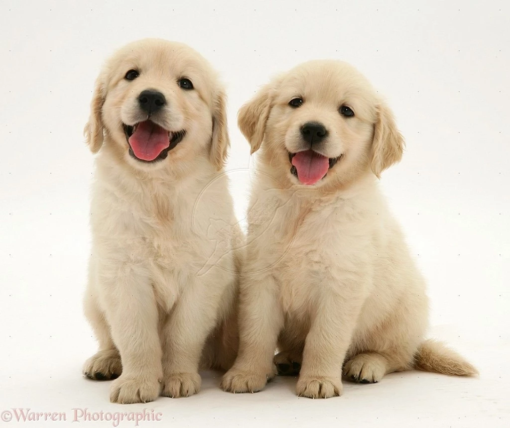 960x540px Golden Retriever Puppy Family